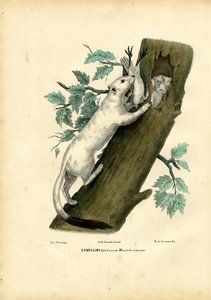 Hermine à Queue Courte, 1863-79 - Raimundo Petraroja